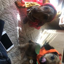 Dachshund Puppies from Edwards’ Dachshunds