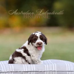 Brownie - Brown and white female Bernedoodle puppy in Denham Springs, Louisiana from GimiPup Doodles