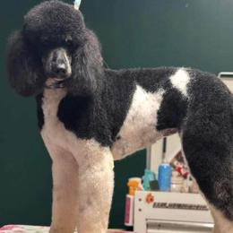 Sable - Poodle