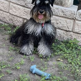 Milan - Miniature Schnauzer
