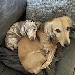 Dachshunds from Amanda Ruth’s Doxie Darlins