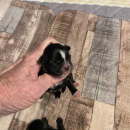 Shih Tzu Puppies from 4 Leaf Glover Shihtzu of East texas