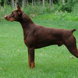 Doberman Pinschers and Weimaraners from Megan Dollinger