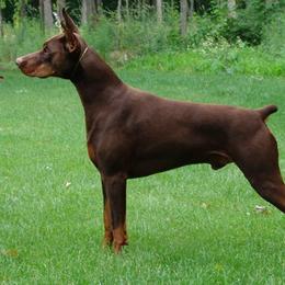 Doberman Pinschers and Weimaraners from Megan Dollinger
