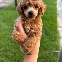 Cosmo - Red  male Poodle puppy in Picayune, Mississippi from JEN's Poodles