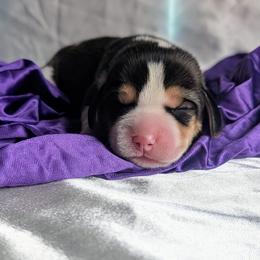Sir Galahad - Black tan and white male Beagle puppy in Colville, Washington from Rosehaven Homestead