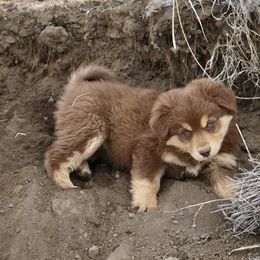 Australian Shepherd, Miniature American Shepherd, Miniature Australian Shepherd, and Toy Australian Shepherd Puppies from Painted Blue Aussies
