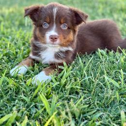 Poppi - Red tri female Miniature Australian Shepherd puppy in Lincoln, California from Country Dreams Mini Aussies