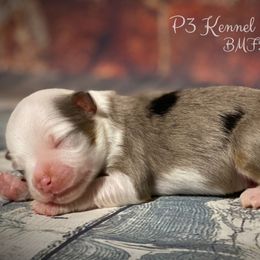 Miniature Australian Shepherd and Toy Australian Shepherd Puppies from P3 Toy and Mini Aussie’s