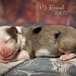 Miniature Australian Shepherd and Toy Australian Shepherd Puppies from P3 Toy and Mini Aussie’s