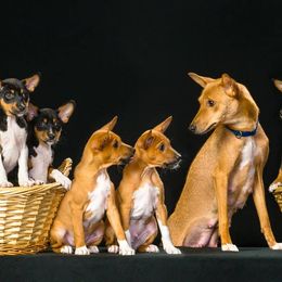 Basenjis from Dibu Basenjis