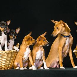 Basenjis from Dibu Basenjis