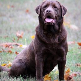Labrador Retriever puppies from Pure Joy Labradors and Mini Dachshunds