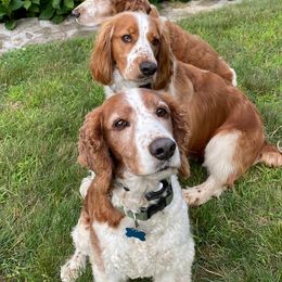 Welsh Springer Spaniels from IVYWILD Welsh Springer Spaniels