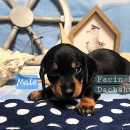 Dachshund Puppies from Facin East Dachshunds