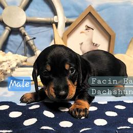 Dachshund Puppies from Facin East Dachshunds