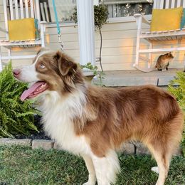 Hank - Australian Shepherd