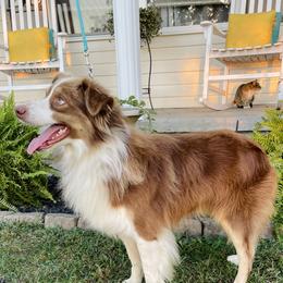 Hank - Australian Shepherd