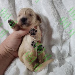 Girl 3 - Dachshund puppy from Walker's Dachshunds