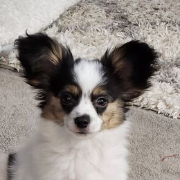 Dip - White black and tan Papillon puppy in Spokane Valley, Washington from D and T's Papillons