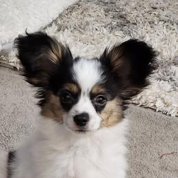 Dip - White black and tan Papillon puppy in Spokane Valley, Washington from D and T's Papillons