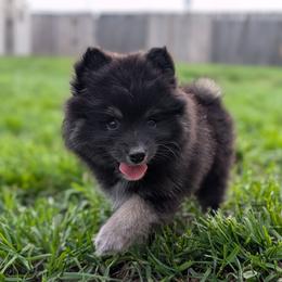 Nova - Tri-color female Pomsky puppy in Temple, Texas from Lone Star Pomsky
