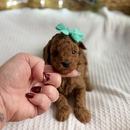 Bernedoodle and Poodle Puppies from Miranda’s Sunshine Poodles and Doodles