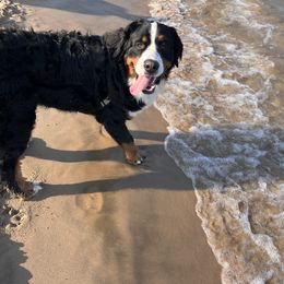 Bernese Mountain Dog Puppies from Lonesome Pine Farm