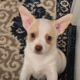 Dumbo - Gold and white male Chihuahua puppy in El Paso, Texas from JVJ Chihuahua