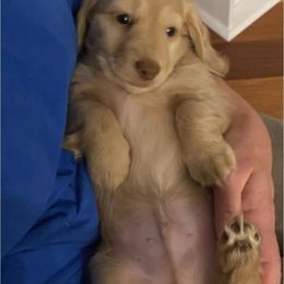 Dachshund Puppies from Virginia Creams - Dachshunds