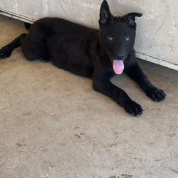 Blue Collar Male - Felix - Black male German Shepherd puppy in Adelanto, California from Würdighaus Kennels