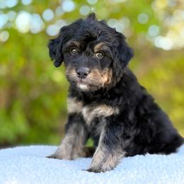 Logan - Black male Goldendoodle puppy in Highland, Utah from Angel Pups Deluxe