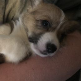 "Sold " Pembroke Welsh Corgi Puppies from Sierrita Mountain Corgis