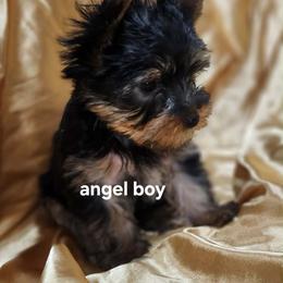 KA boy - Blue and gold male Yorkshire Terrier puppy in Alburnett, Iowa from Hobbs Shire Yorkies