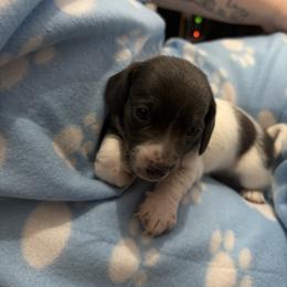 Champ - Piebald male Dachshund puppy in Wappapello, Missouri from Kandb Dachshunds