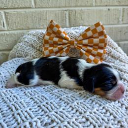 Bernedoodle, Bernese Mountain Dog, Cavalier King Charles Spaniel, and Goldendoodle Puppies from Adventure Doodles Of East TN