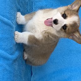 Pembroke Welsh Corgi Puppies from GSF Pembroke Welsh Corgis