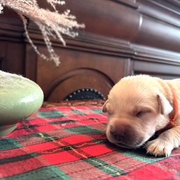 Labrador Retriever Puppies from Salt Run Retrievers