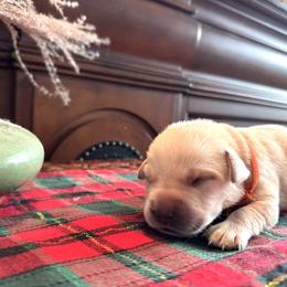 Labrador Retriever Puppies from Salt Run Retrievers