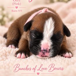Pink - Dolly (Parton) - Fawn female Boxer puppy in Wittmann, Arizona from Bunches of Love Boxers