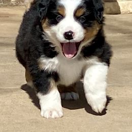Australian Shepherd, Miniature Australian Shepherd, and Toy Australian Shepherd Puppies from Hunt Farms Mini Aussies