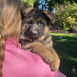 Pink Flower Princess - Black and tan female German Shepherd puppy in Bonney Lake, Washington from German Shepherds Von Washington