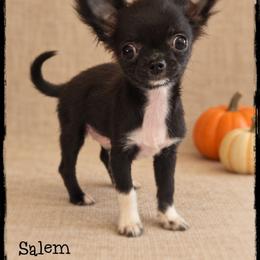 Salem - Black and white male Chihuahua puppy in Demorest, Georgia from Sourpatch Chihuahuas