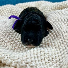 Dorthy - Black female Poodle puppy in Lancaster, Missouri from Cavapoo Acres