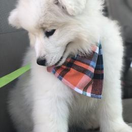 Samoyed Puppies from Morning Star Samoyeds