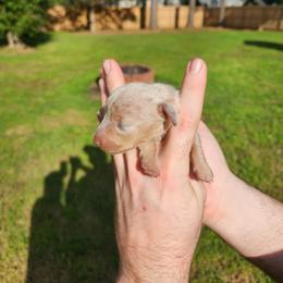 Skylar - Dapple female Dachshund puppy in Jackson, Tennessee from BlackPine Kennels