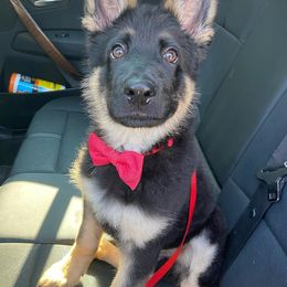 German Shepherd Puppies from Kryptonian & Kynthos German Shepherd Dogs