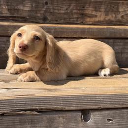 Judah - Cream male Dachshund puppy in Muldrow, Oklahoma from Sassy Sausage Dogs