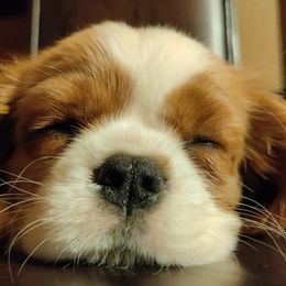 Cavalier King Charles Spaniels from Blackstone Cavaliers