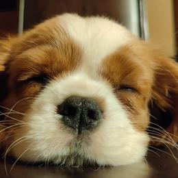 Cavalier King Charles Spaniels from Blackstone Cavaliers